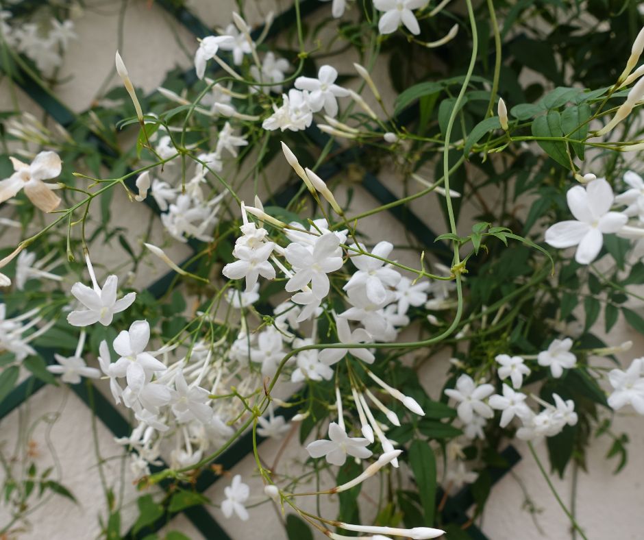 Jasmine growing and flowering on a trellis can create a beautiful and fragrant privacy screen.