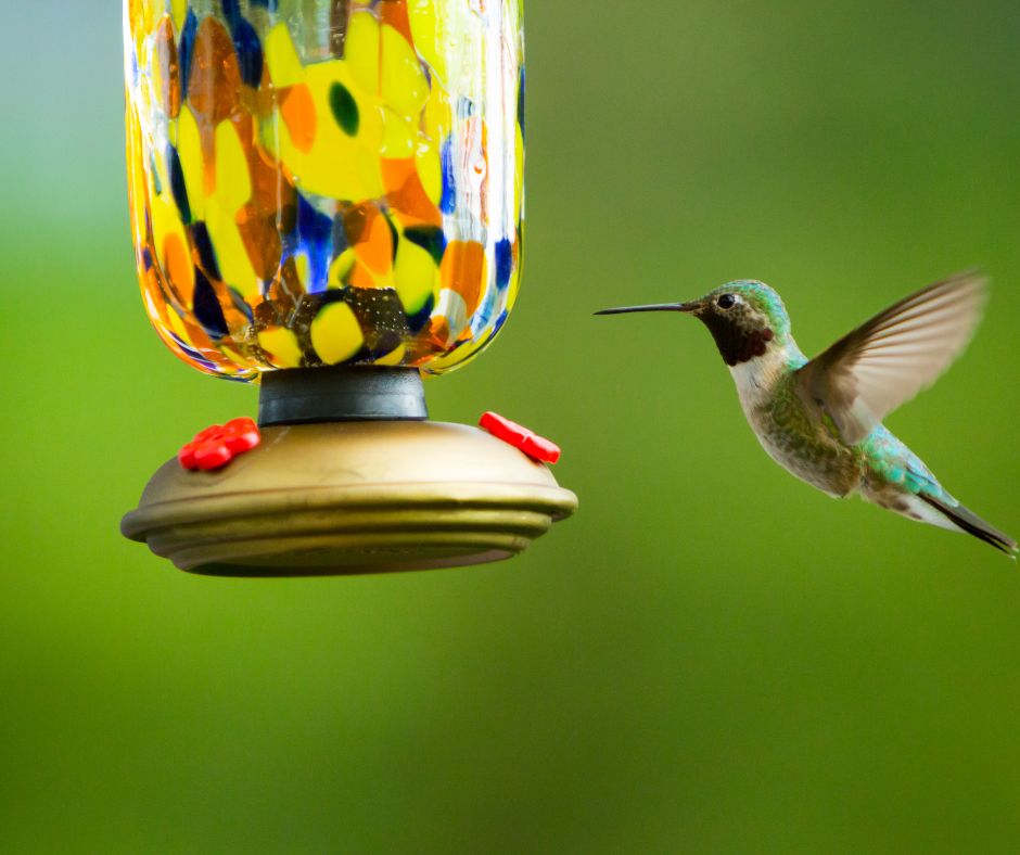 A hummingbird hovering at a multicolored hummingbird feeder 
