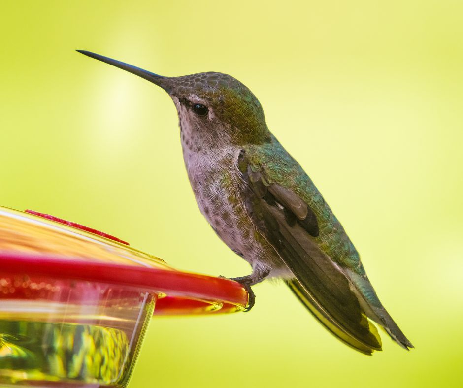 A female hummingbird perched a red hummingbird feeder