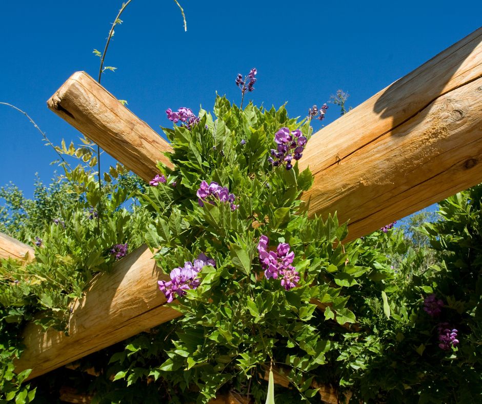 purple flowered vine growing and blooming on a heavy duty pergola
