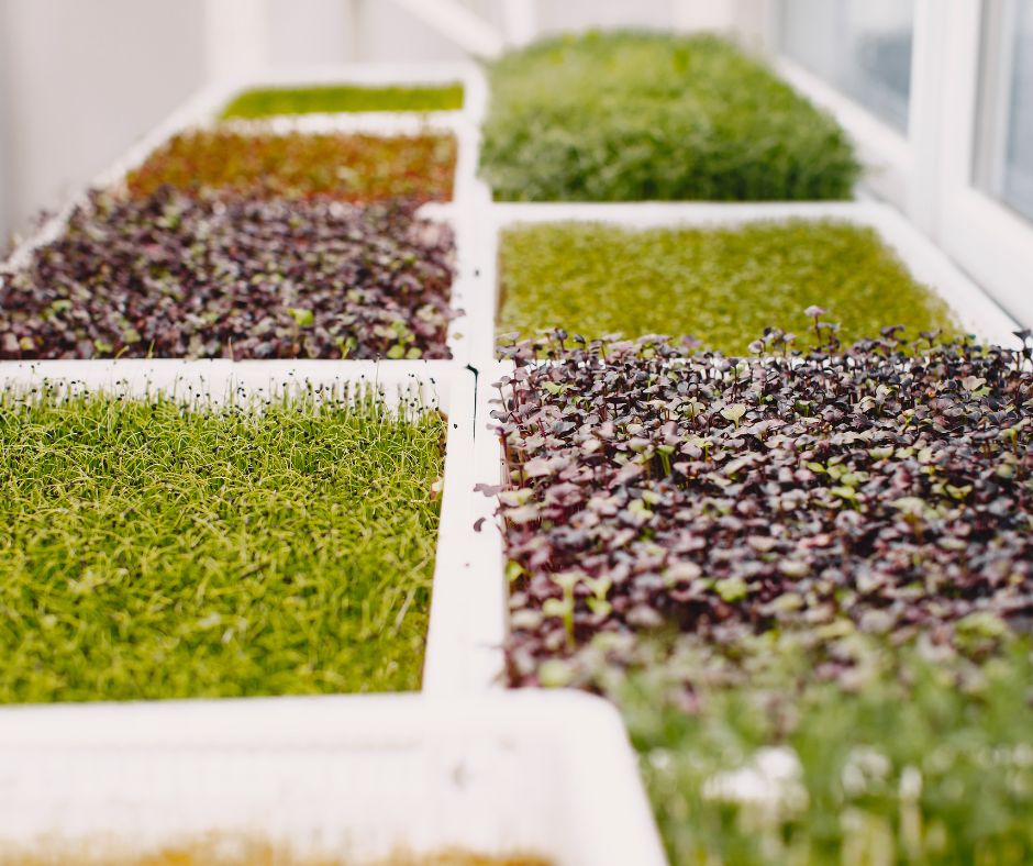 well organized trays of various types of microgreens.