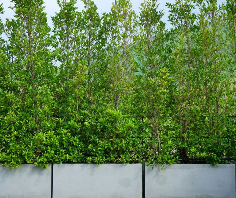 How To Use Potted Plants For Privacy On A Patio