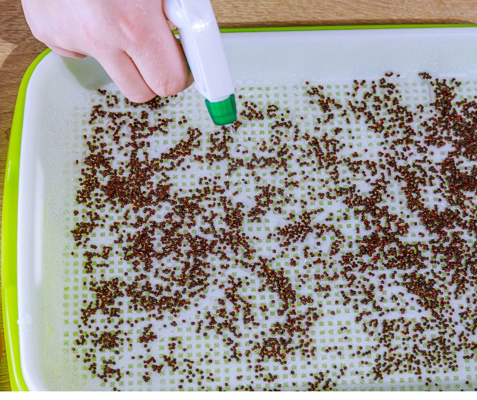 misting microgreen seeds on damp grow mat.