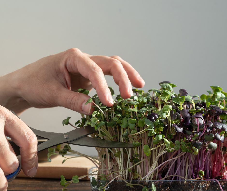 hands using scissor to harvest delicate microgreens.