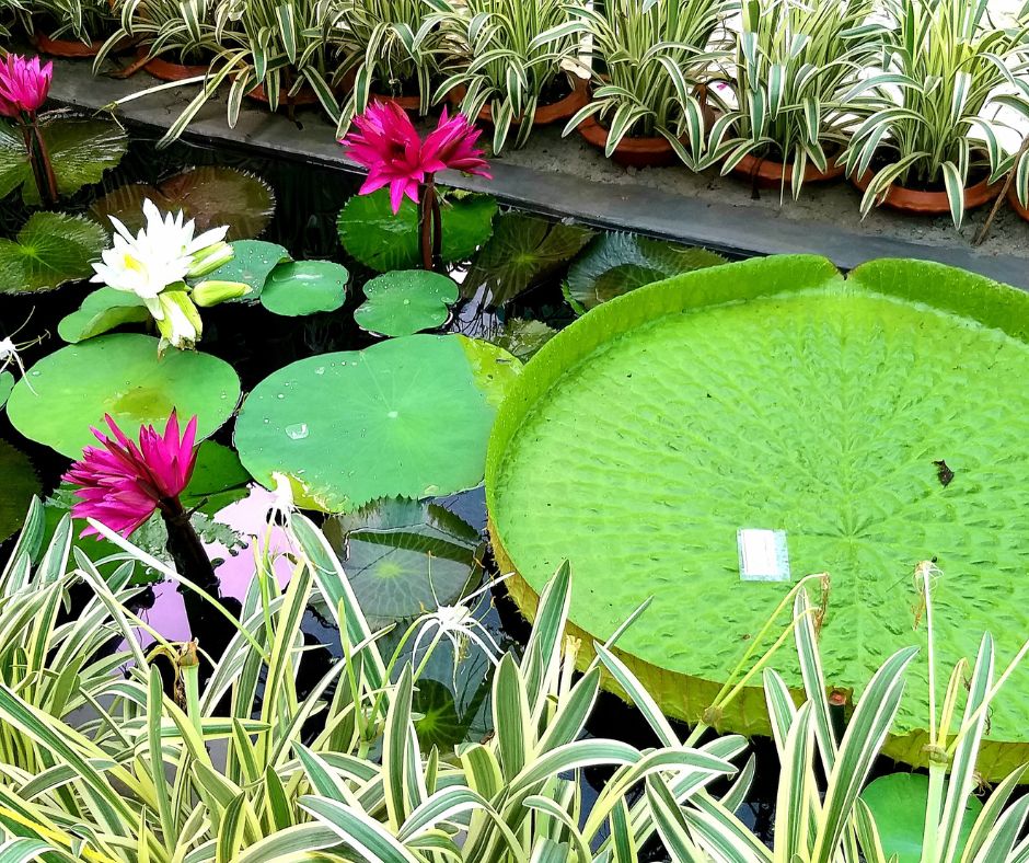 An in ground mini pond bursting with lily pads and other aquatic plants