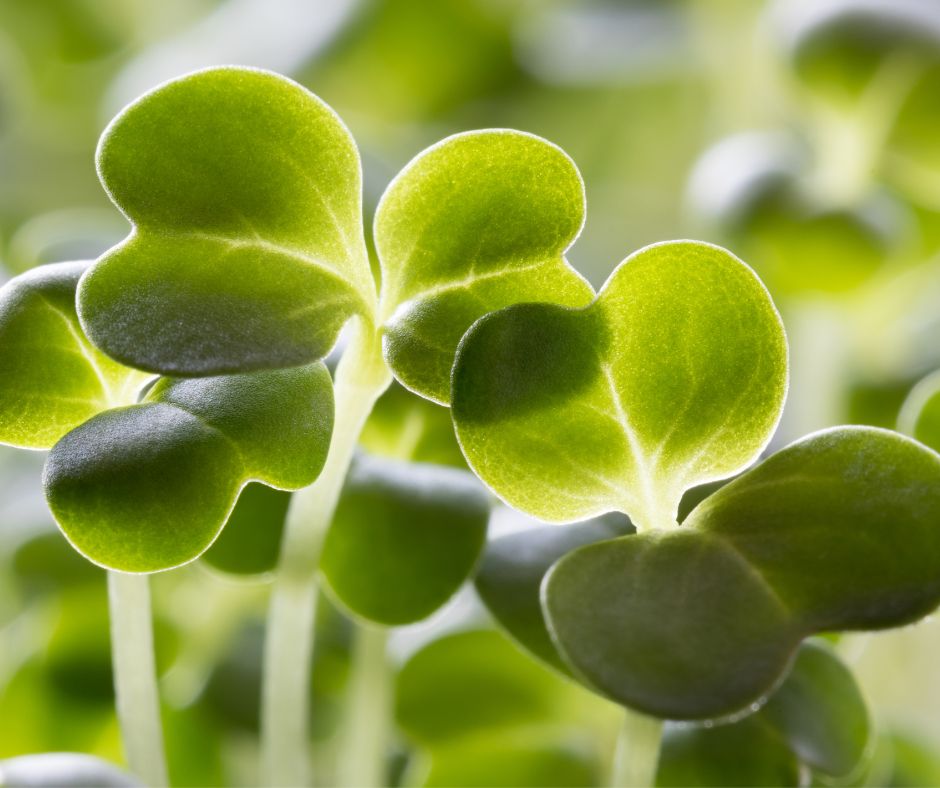 broccoli microgreens