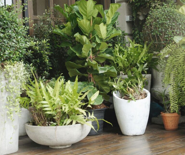 How To Use Potted Plants For Privacy On A Patio