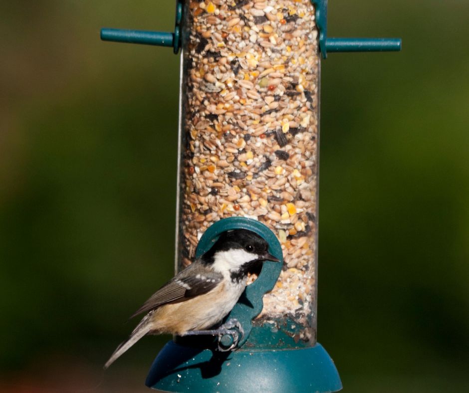 A small bird at a classic tube bird feeder