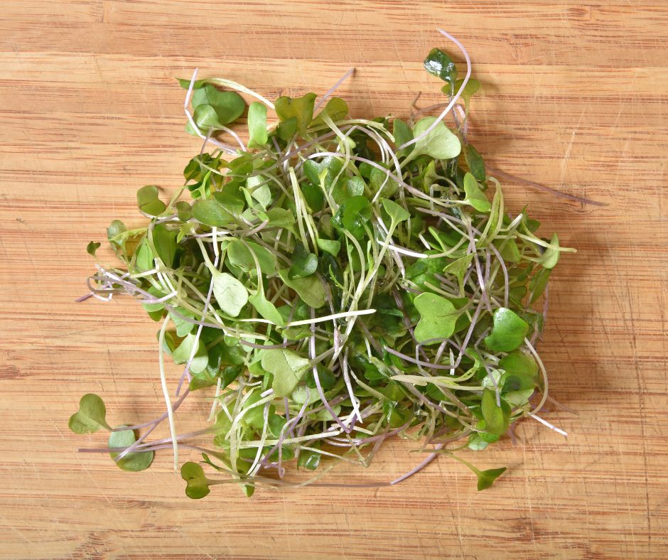 fresh harvested broccoli microgreens clean and ready to add to a meal.
