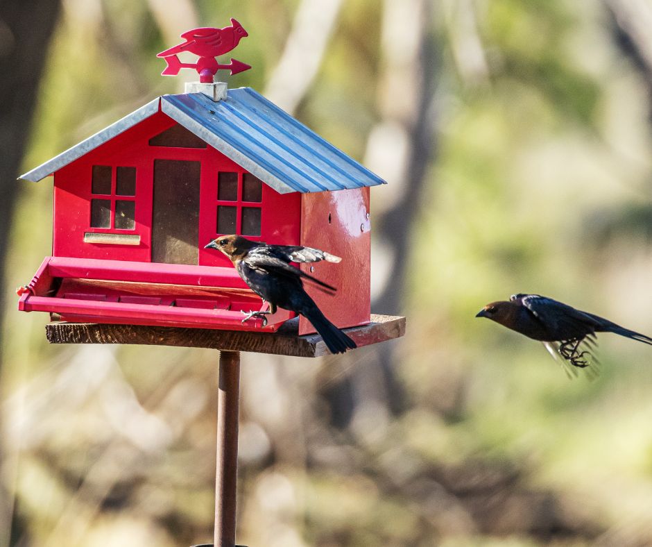 Two birds arriving a red hopper style bird feeder designed to look like a barn.
