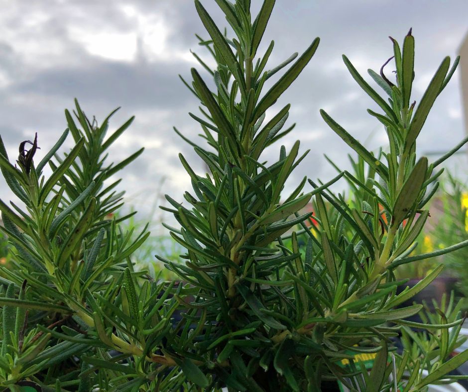 A potted rosemary plant on a comfortable patio.