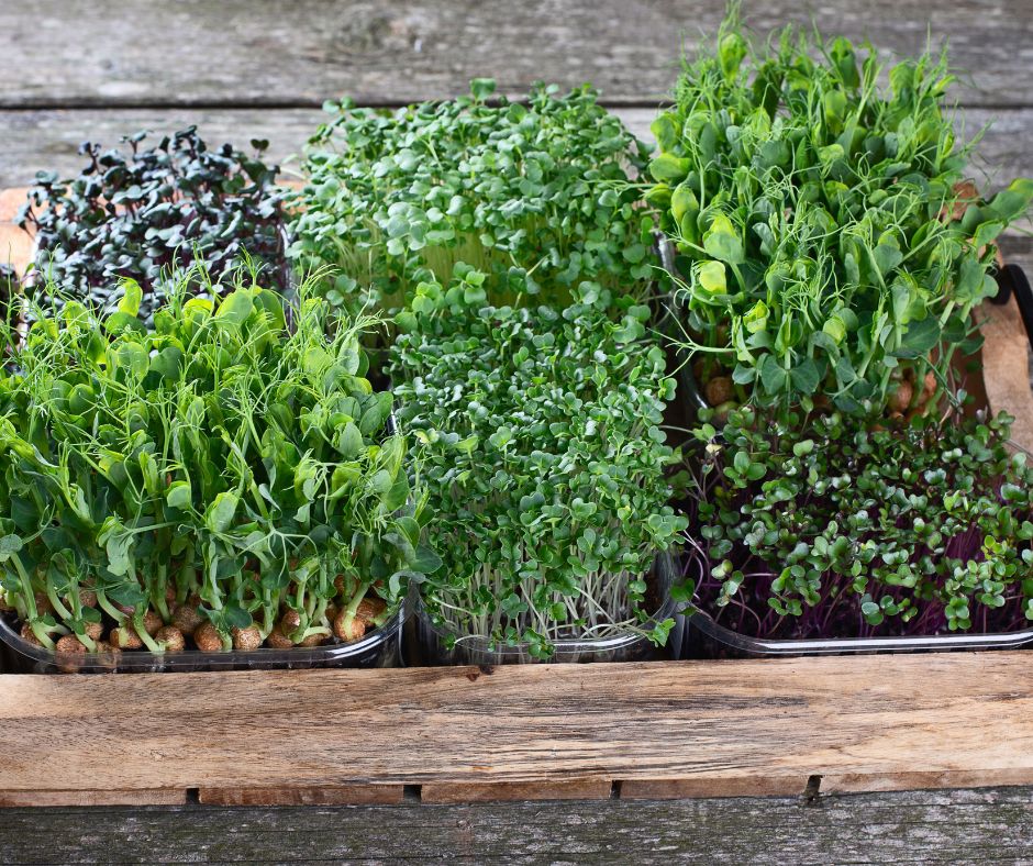 A variety of microgreens including broccoli microgreens that are ready to harvest.
