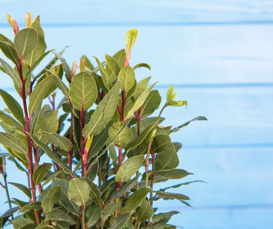 A close up of a potted bay leaf plant