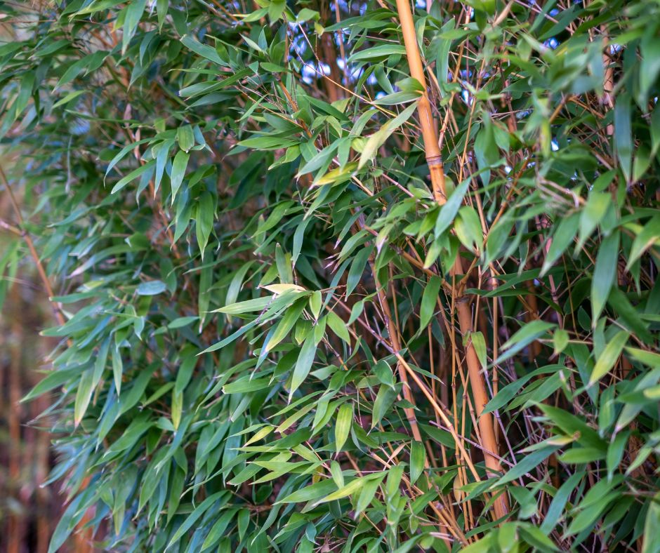 Bamboo plants creating a dense privacy screen and favorite potted plant for privacy.