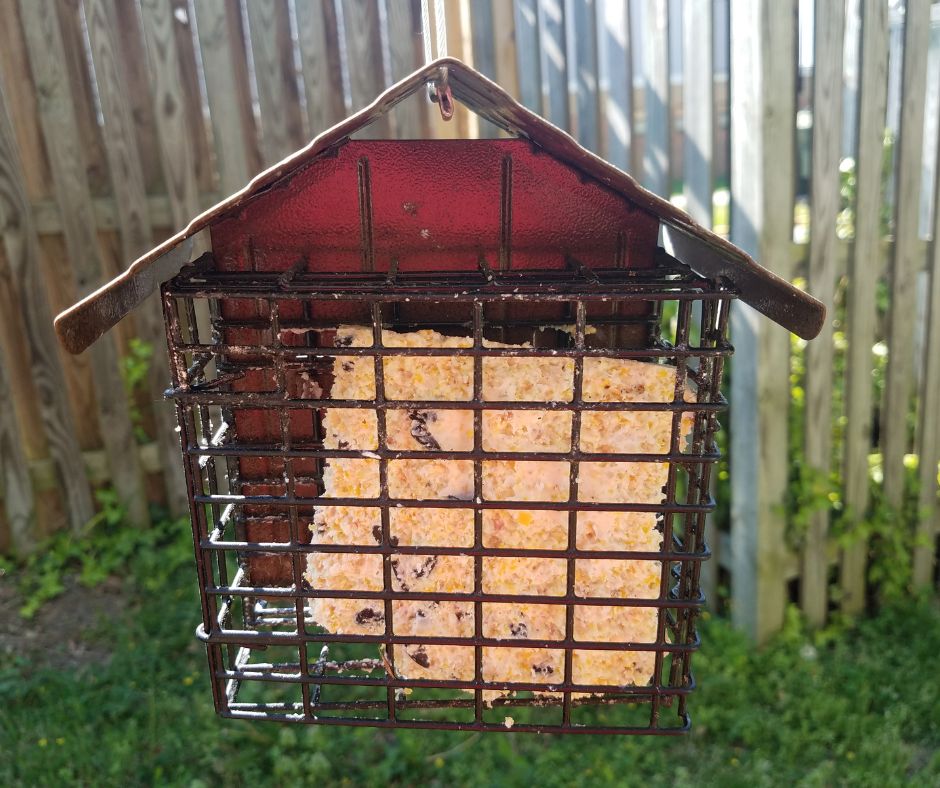 A suet bird feeder with a roof to keep it dry