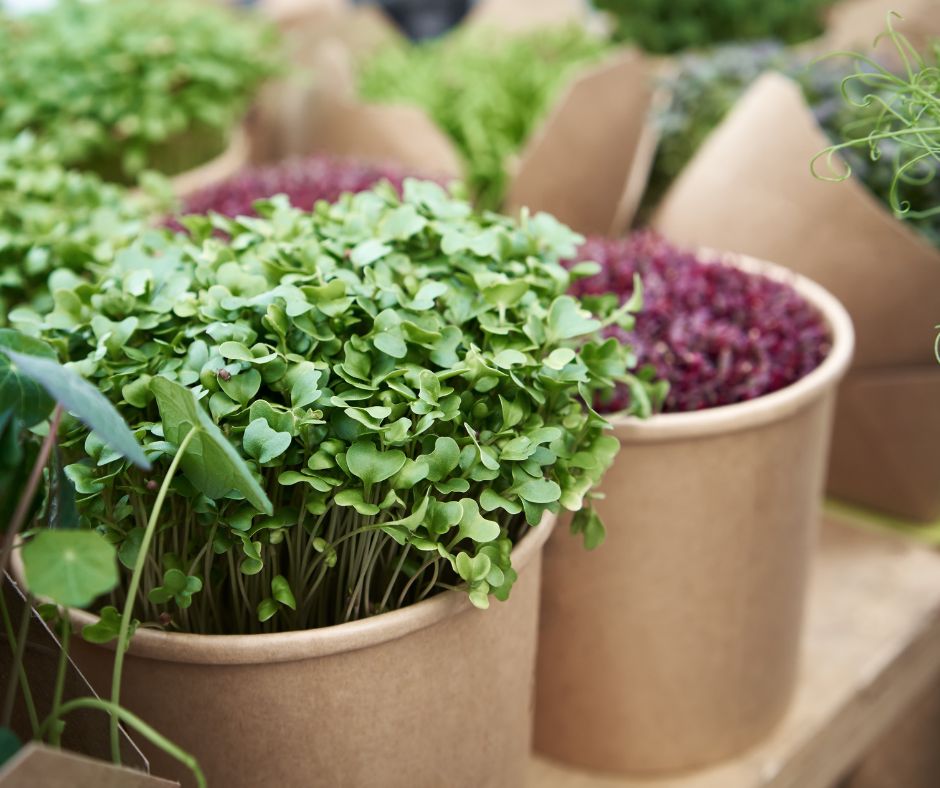 colorful microgreens growing in cute small terracotta containers. Broccoli microgreens, nasturtium microgreens and red orach microgreens.