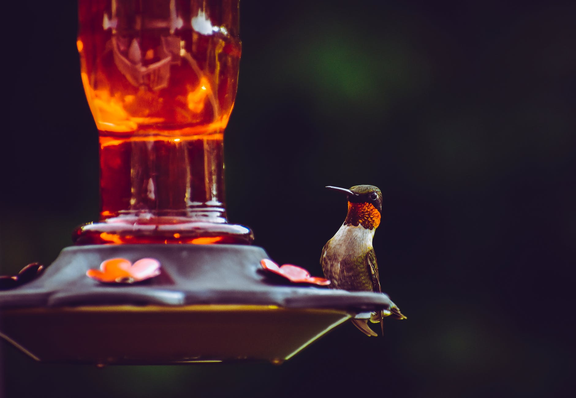 selective focus photography of ruby throated hummingbird perched on bird feeder