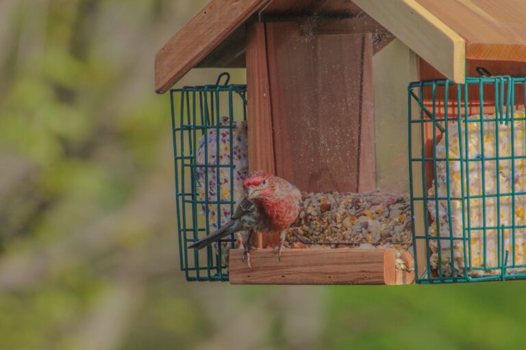 pine grosbeak perching on a deluxe bird feeder with mixed seed and 2 suet cakes