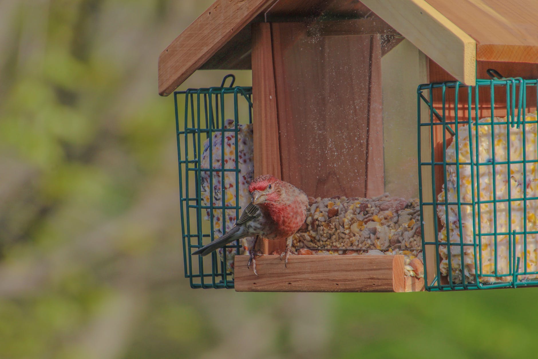 pine grosbeak perching on a deluxe bird feeder with mixed seed and 2 suet cakes