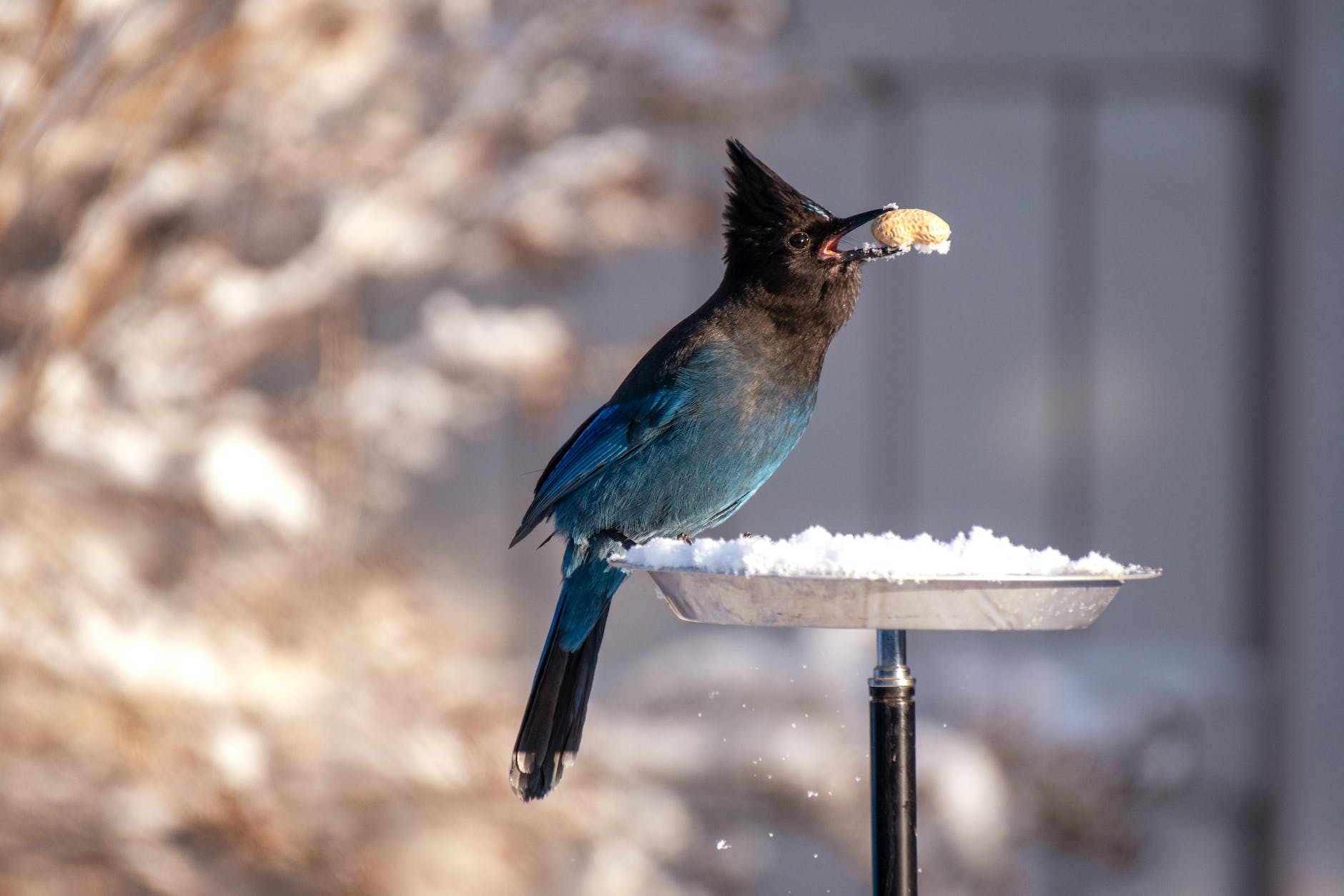 shallow focus photography of blue and black bird eating a peanut from a snow covered bird feeder.