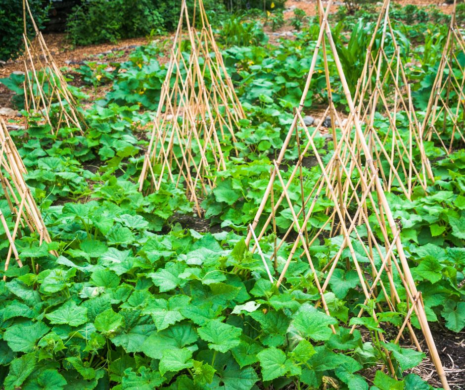 Trellis ideas for the garden. Bamboo teepees for climbing crops.
