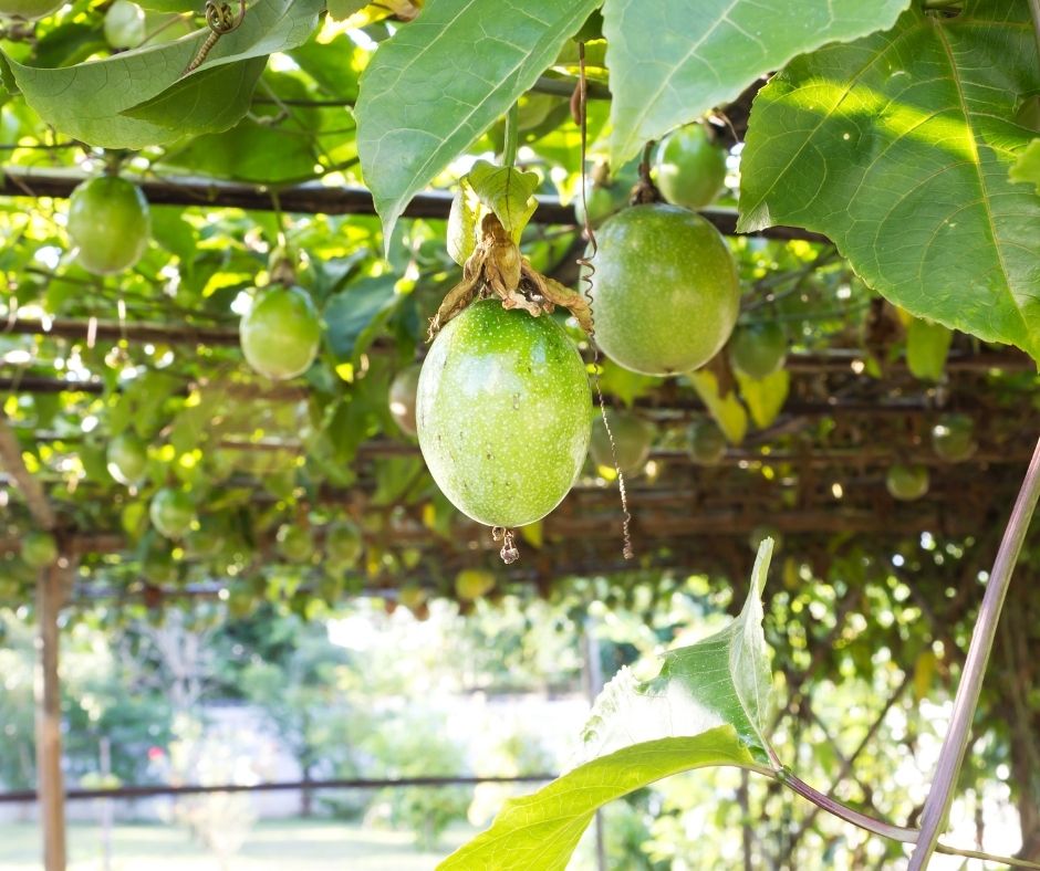A passion fruit vine growing up an arbor allowing the climbing vine to provide shade to a seating area and the fruit to hang free below.