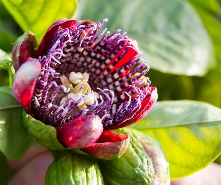 Bright red patterned passionfruit vine flower.
