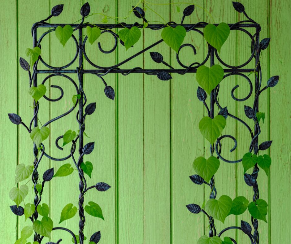 A 2 dimensional iron garden trellis idea with a vine growing on it.