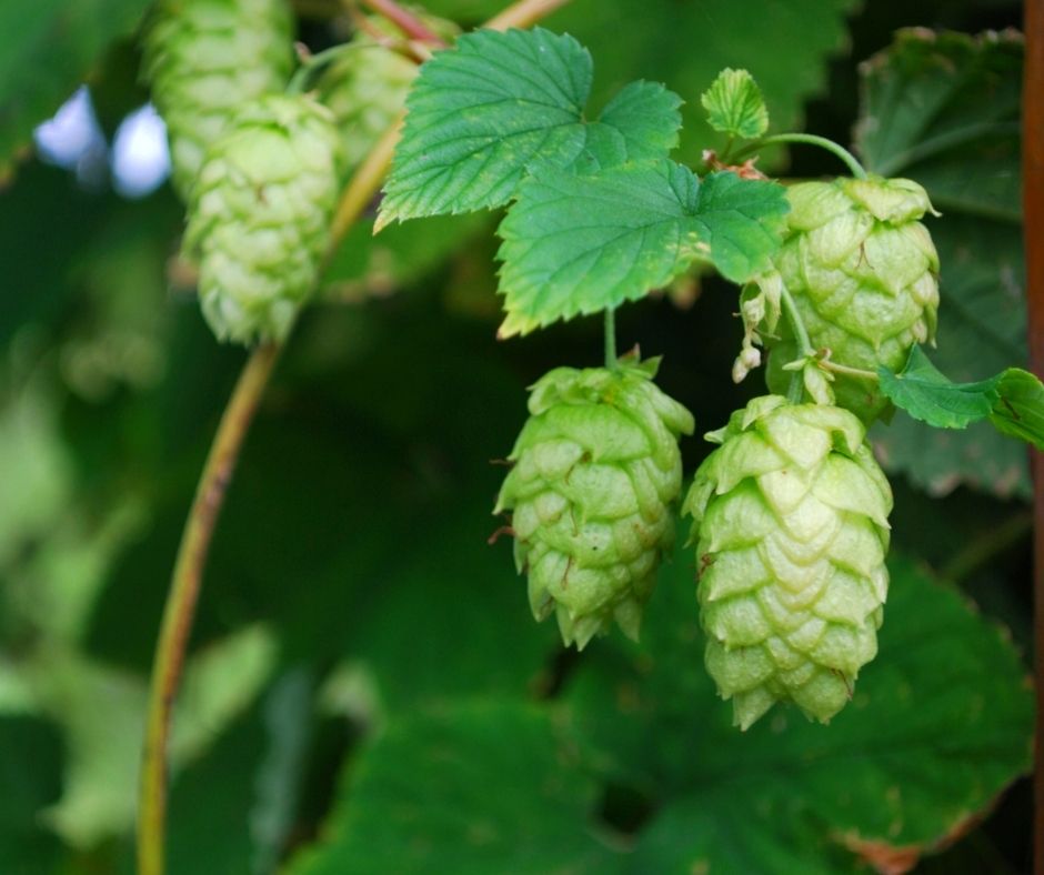 Close up of hop cones growing on the green edible climbing vine.