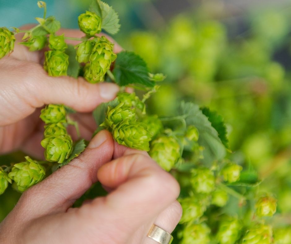 Hands picking hop cones from a fresh vine.