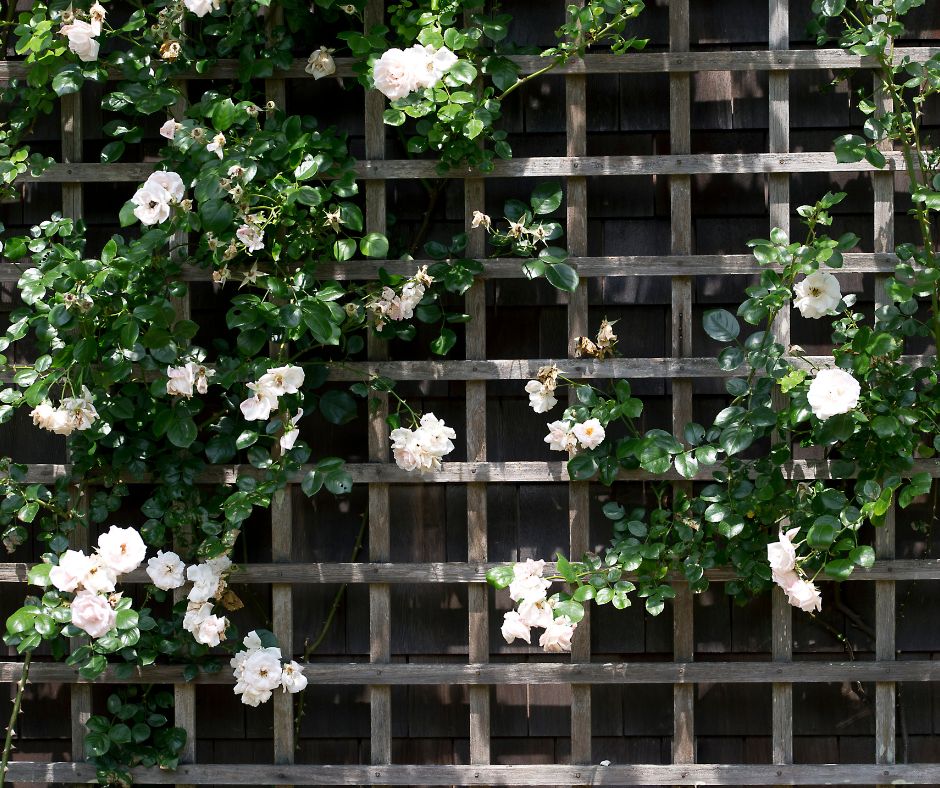 A trellis wall with a climbing rose is a popular trellis idea for gardens