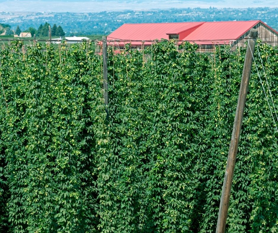 Towering lush green hops vines growing up a massive wire trellis support completely shielding the building behind it from view except for its red roof.