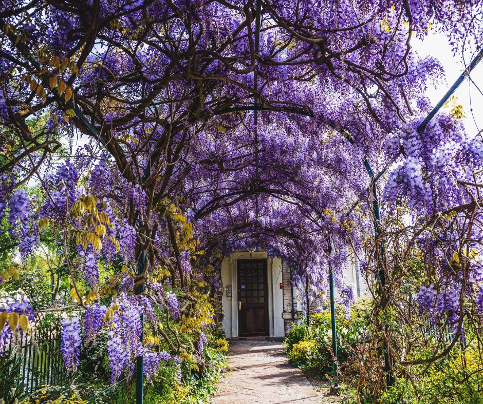 Trellis ideas for the garden. Climbing vines covering an arch trellis
