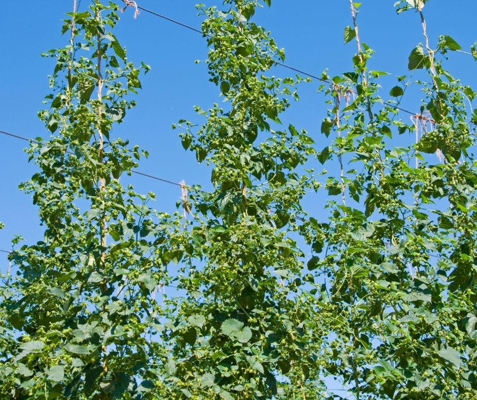 Tall climbing hops vines.