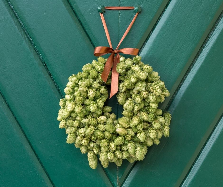 A festive door wreath made out of hops.