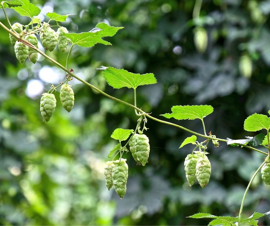 A hops vine with numerous cones gracefully growing up a trellis.