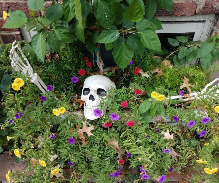 Garden decor ideas for Halloween a skeleton crawling out of a flower bed.
