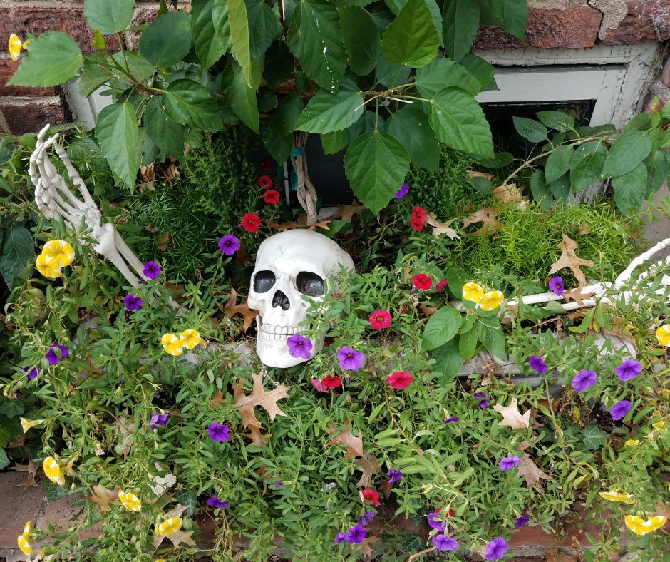Garden decor ideas for Halloween a skeleton crawling out of a flower bed.