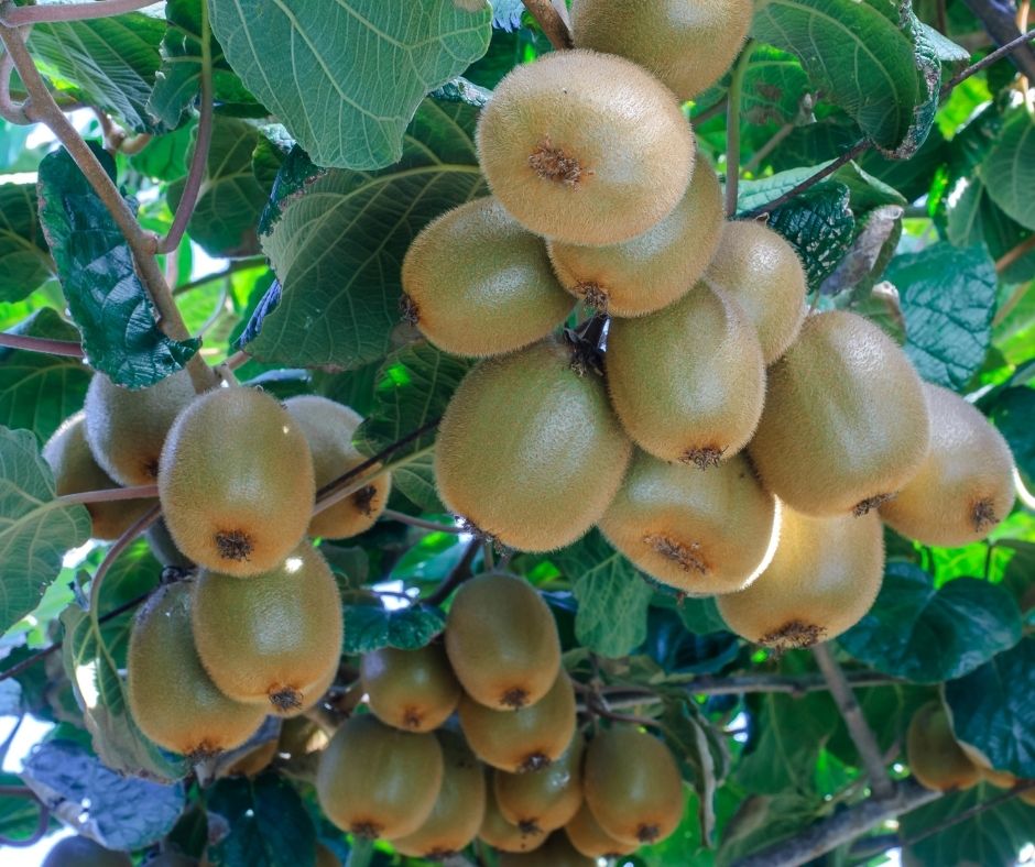 A bounty of fuzzy brown kiwi growing on a sturdy trellis made for climbing vines.
