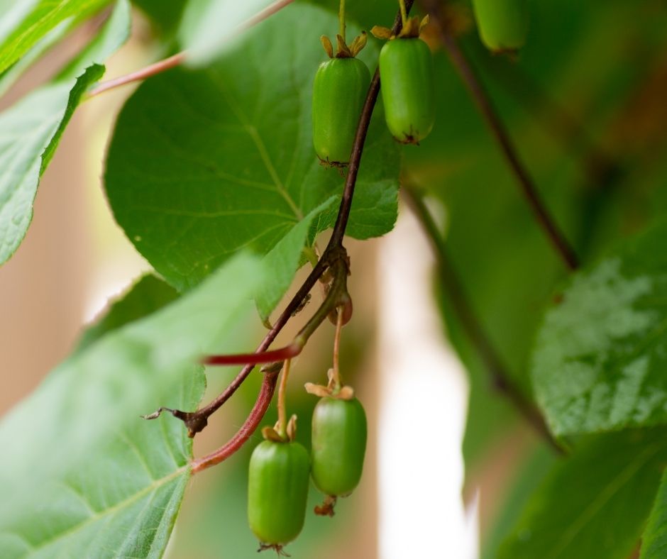 Cute kiwiberries growing on a hardy kiwi vine.