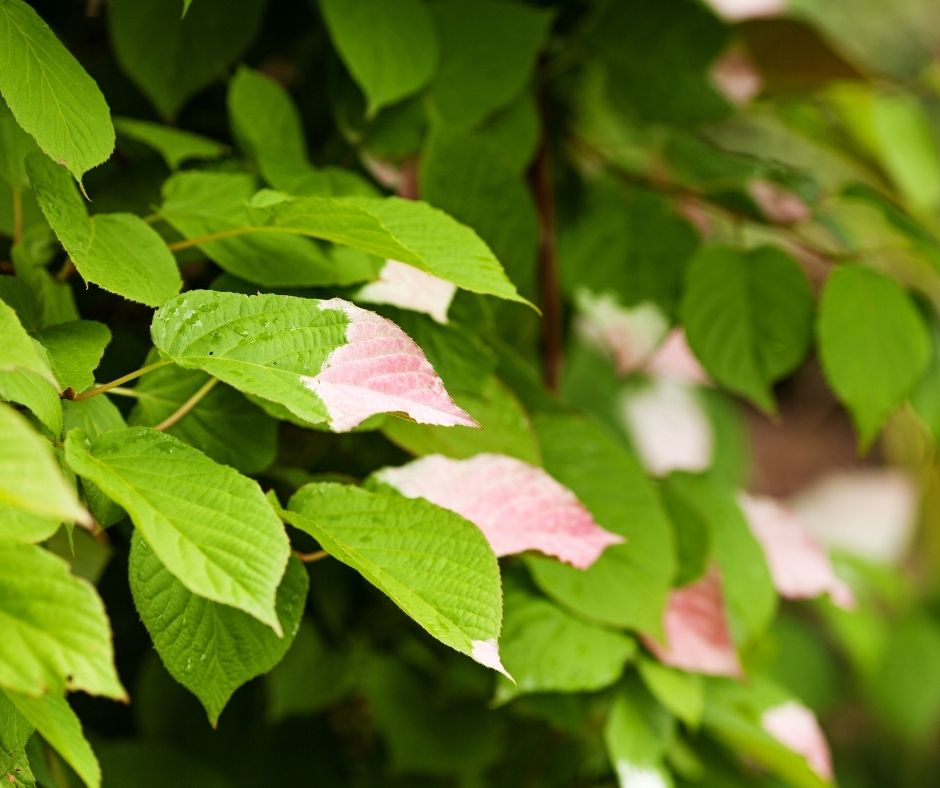 Artic Beauty Hardy Kiwi leaves.