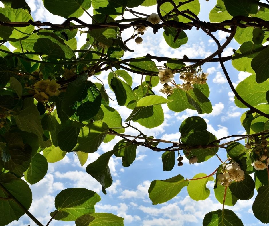 Looking up at climbing kiwi vines providing shade.