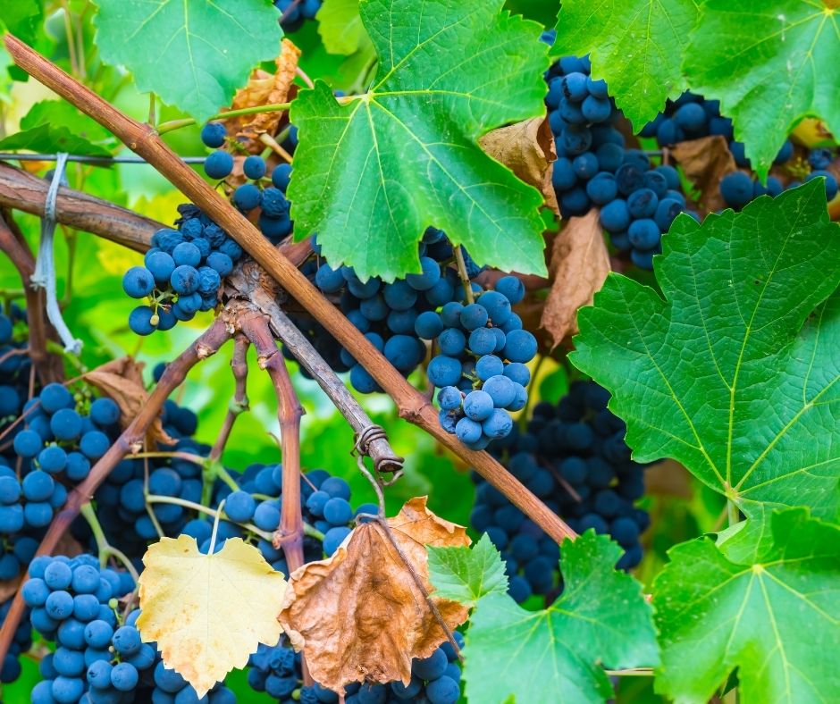 Deep purple grapes on grapevine.