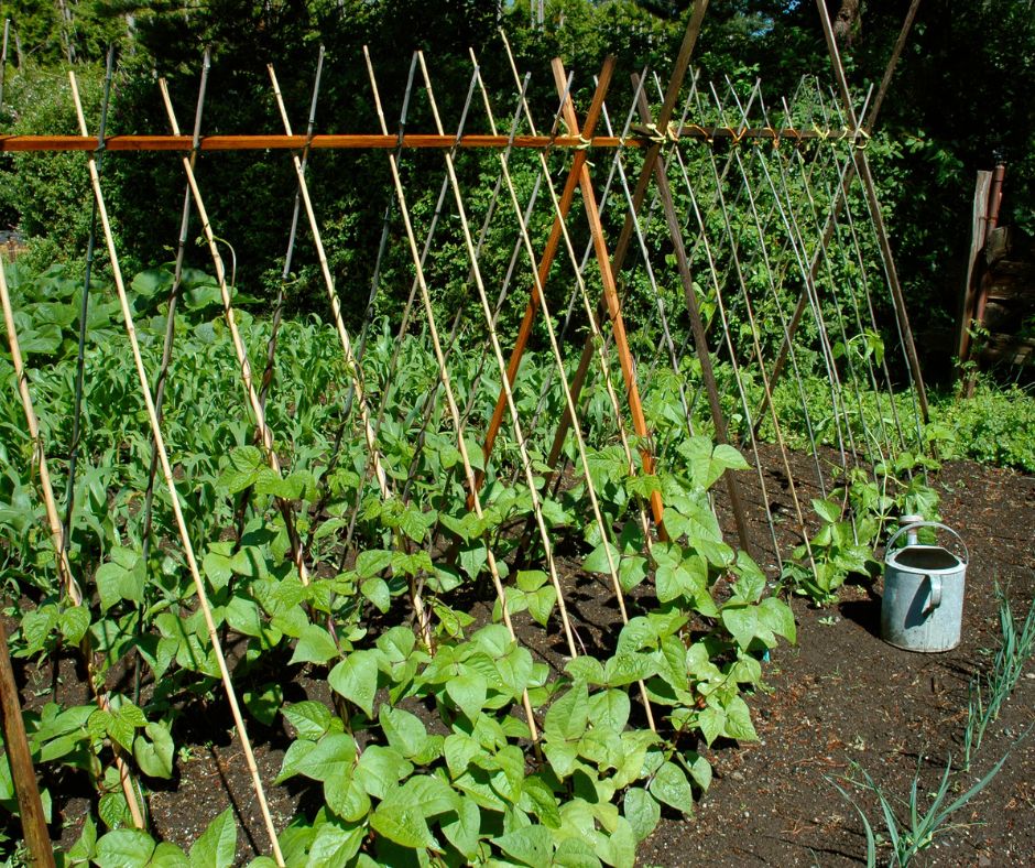 Bamboo trellis idea for garden vegetables.