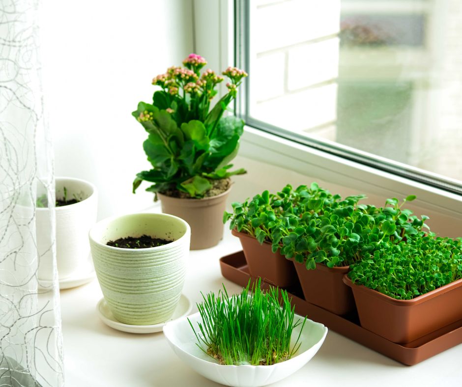 Microgreens growing in a sunny window sill.
