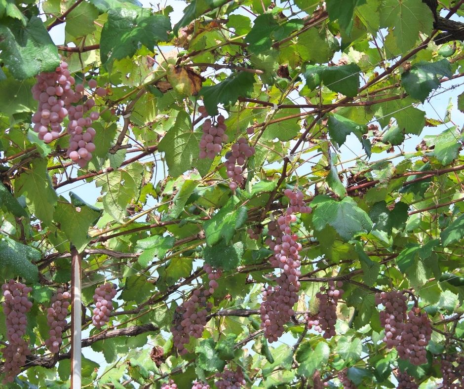 Intertwining broad green grapevines growing up a sturdy wire trellis system for edible climbing vines. Purple bunches of grapes hanging through openings.