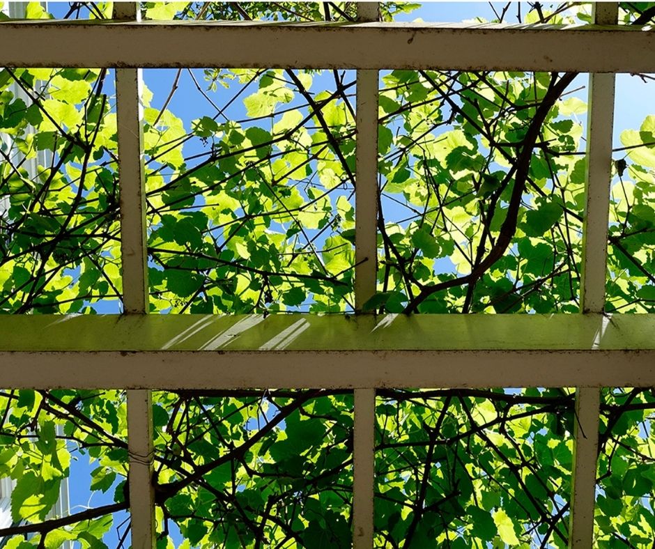 Healthy grapevines providing summertime shade.