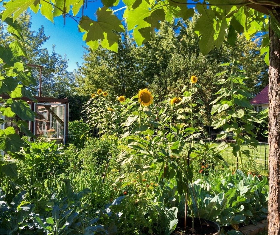 Grapevines growing on an arbor. Green leave frame the view of a abundant summer garden.