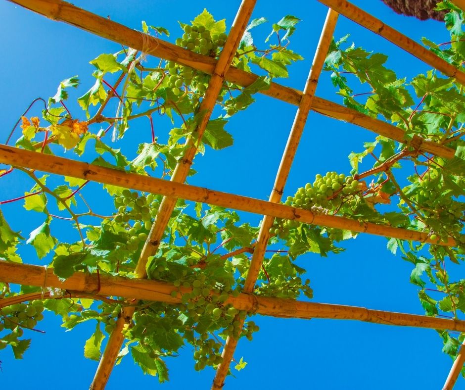 Looking up at green grapevine leaves growing on a trellis with a bright blue sky in the background. 