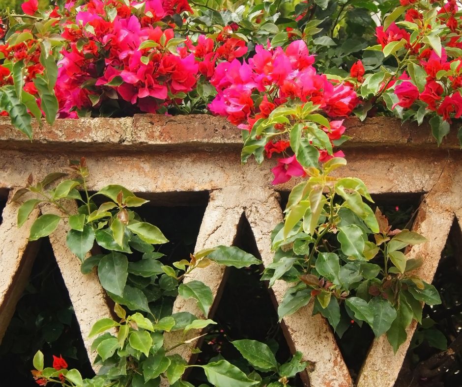 Flowers spilling over a breeze block wall.